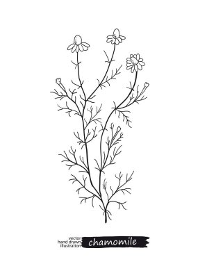 Papatya izole vektör kroki