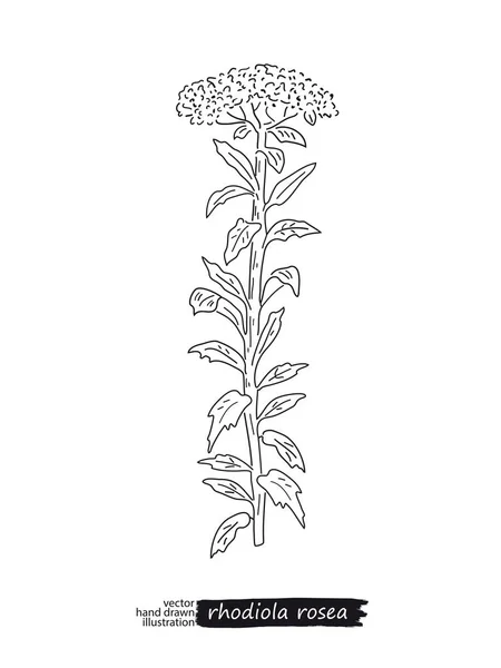 Croquis vectoriel isolé de Rhodiola rosea — Image vectorielle