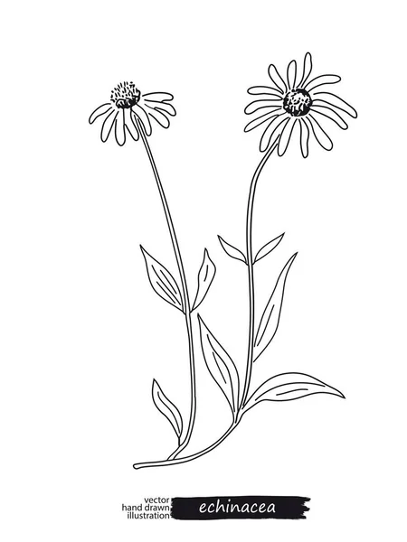 Echinacea isolierte Vektorskizze — Stockvektor