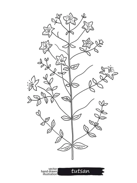 Tutsan 孤立的矢量速写 — 图库矢量图片