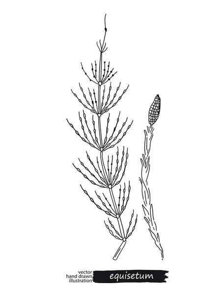 Equisetum isolierte Vektorskizze — Stockvektor