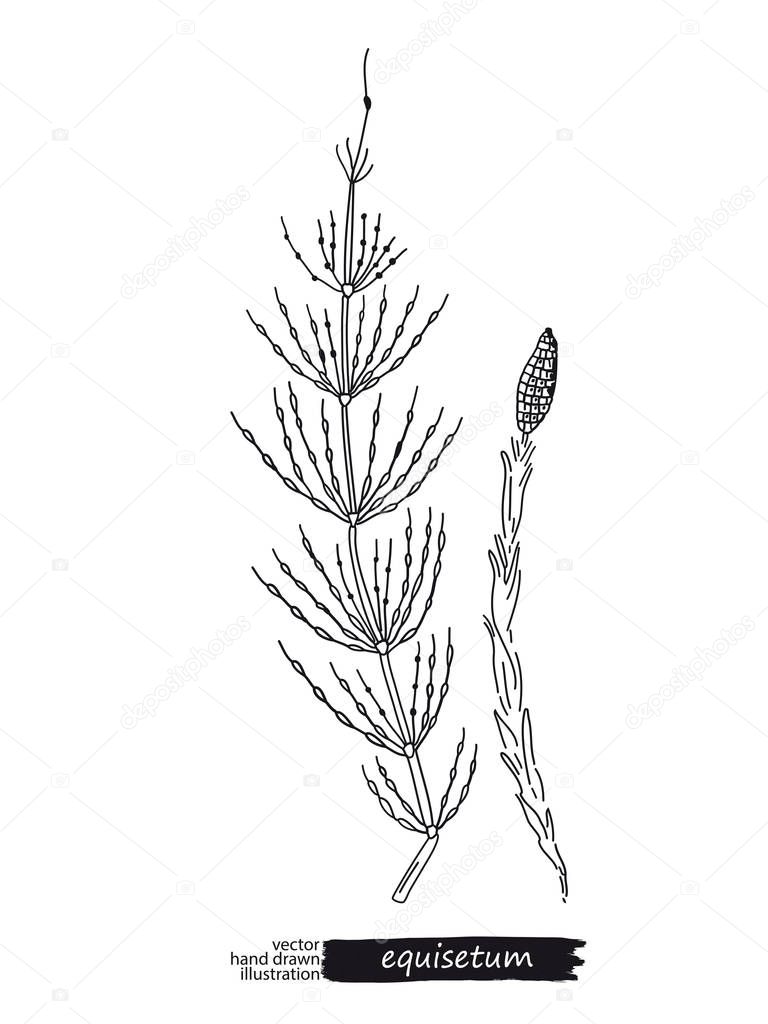Equisetum isolated vector sketch