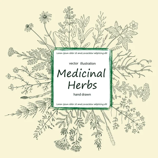 La tarjeta de las hierbas medicinales y las flores . — Vector de stock