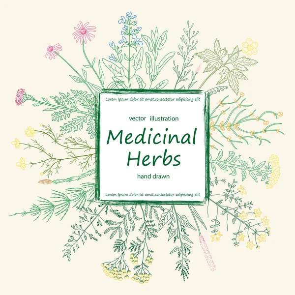 Tarjeta de color de hierbas medicinales y flores . — Vector de stock