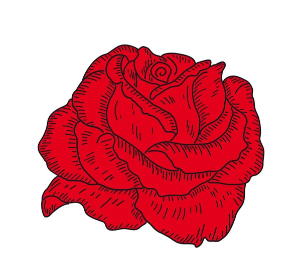 Schöne rote Rose — Stockvektor