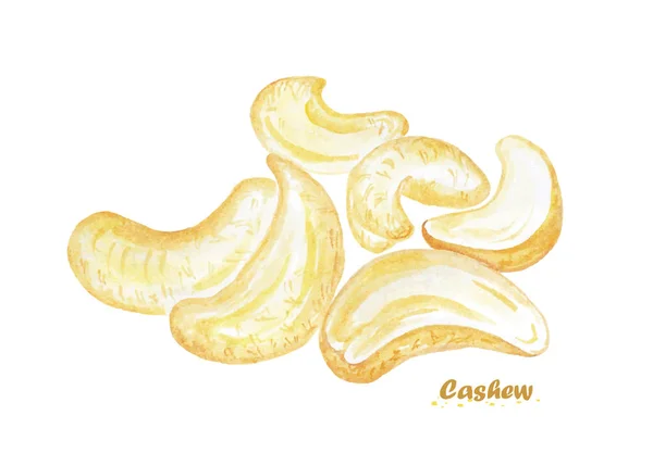 Aquarell-Cashew. handbemalt — Stockvektor