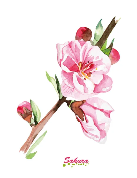 Aquarell Kirschblüten blühender Strauß. — Stockvektor