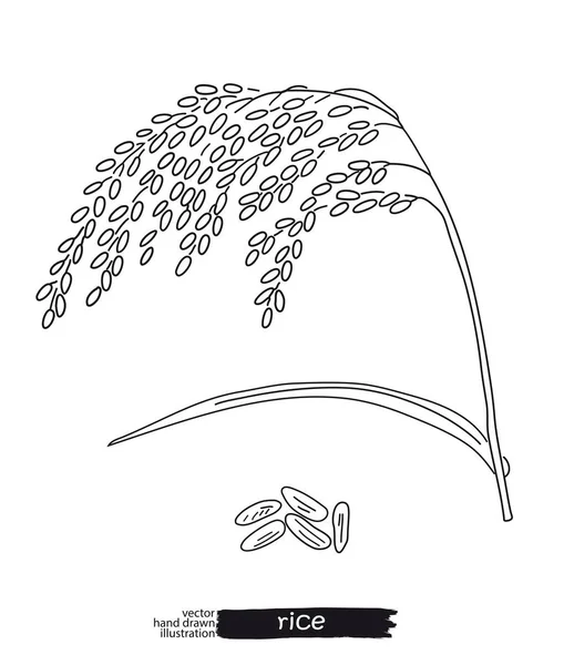草绘的手画的米 — 图库矢量图片