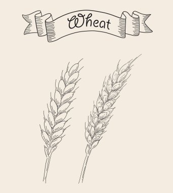 İki olgun kulak buğday.