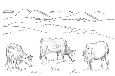 Çayırda otlayan inekler.