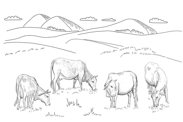 牛群在草地上吃草. — 图库矢量图片