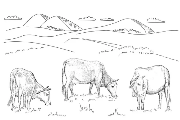 Корови пасуться на лузі . — стоковий вектор