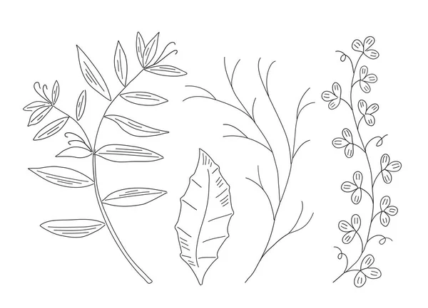Conjunto de elementos de diseño. Colección de hojas naturales hierbas . — Archivo Imágenes Vectoriales