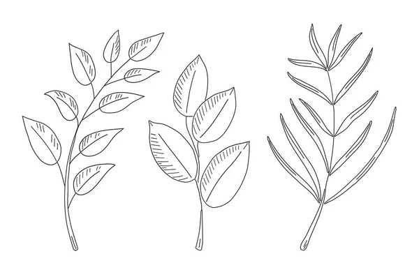 Designerelemente gesetzt. Sammlung natürlicher Blätter Kräuter. — Stockvektor