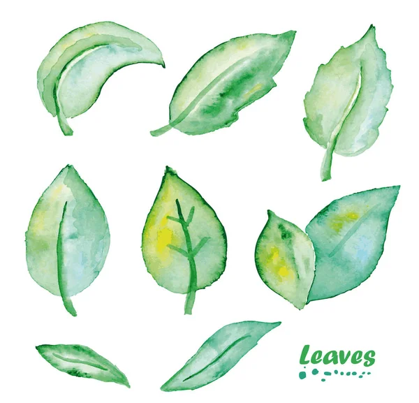 Set foglie acquerello. Illustrazione realistica dipinta a mano — Vettoriale Stock