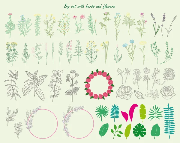 Big set with hand drawn herbs, leaves, roses and flowers. — Stockvector