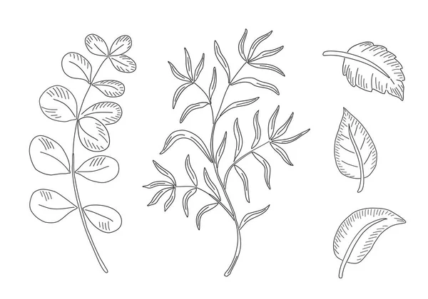 Conjunto de elementos de diseño. Colección de hojas naturales hierbas . — Vector de stock