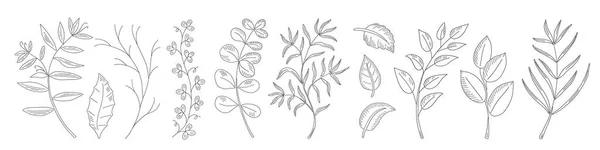 Sammlung natürlicher Blätter, Kräuter, Gras und Zweige. — Stockvektor