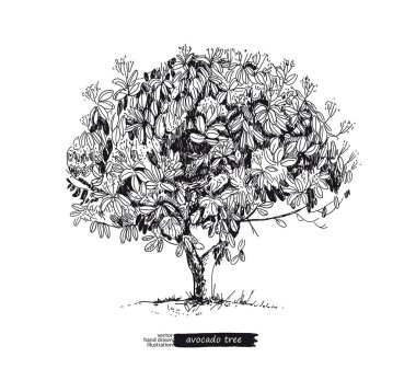 Avokado ağacı beyaz arkaplanda izole edilmiş. Çizgi sanatı.