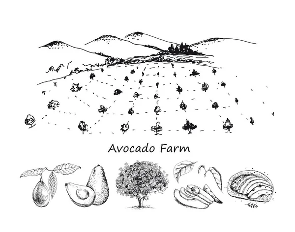 Avocado boerderij geïsoleerd op witte achtergrond. Line art stijl. — Stockvector