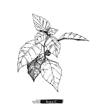 Fesleğen beyaz arkaplanda izole. Çizgi sanatı.