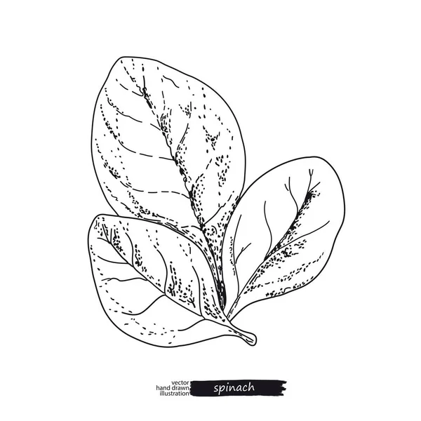 Spinat isoliert auf weißem Hintergrund. Linienkunst. — Stockvektor
