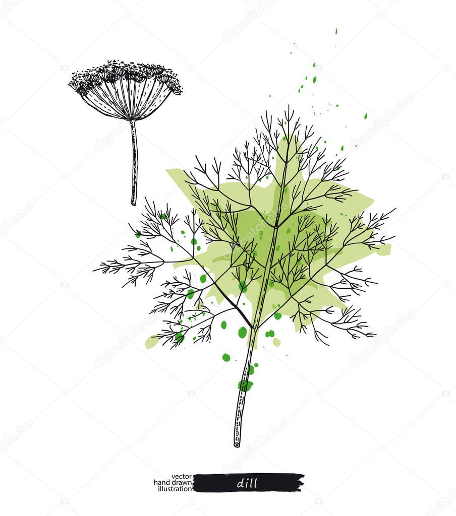 Dill with watercolor stains. Vector sketches hand drawn