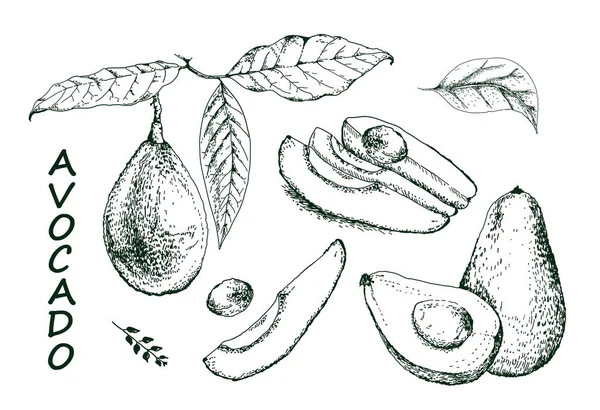Набір авокадо з цілими шматочками авокадо . — стоковий вектор