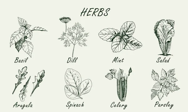 Ensemble d'herbes populaires en cuisine. Collection isolée — Image vectorielle