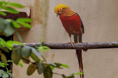 14 Ağustos 2007 Altın Sülün Chrysolophus pictus alipore hayvanat bahçesi kolkata batı bengal INDIA