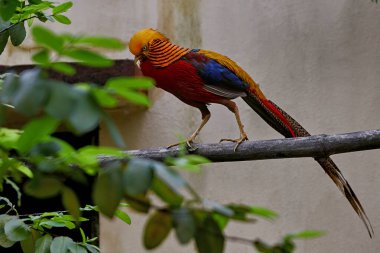 14 Ağustos 2007 Altın Sülün Chrysolophus pictus alipore hayvanat bahçesi kolkata batı bengal INDIA
