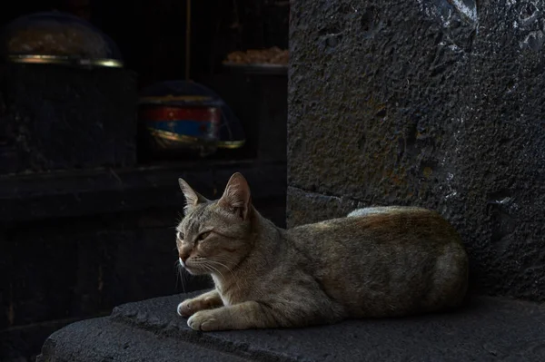 3月2016そのシャープで美しい目で見て国内猫 アウンドステート Maharashtra インド — ストック写真