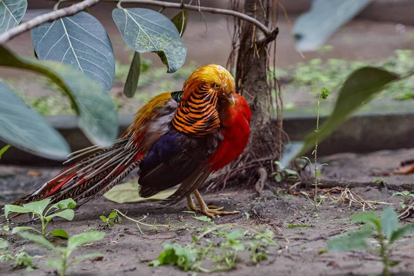 Авг 2007 Golden Pheasant Chrysolophus Pictus Alipore Zoo Kolkata West — стоковое фото