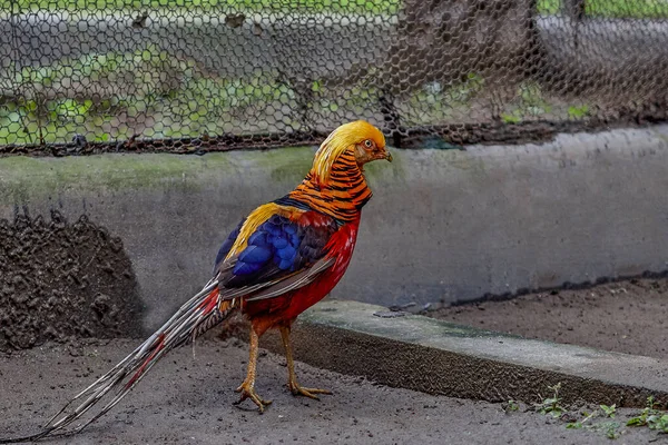 Ago 2007 Golden Pheasant Chrysolophus Pictus Alipore Zoo Kolkata West —  Fotos de Stock