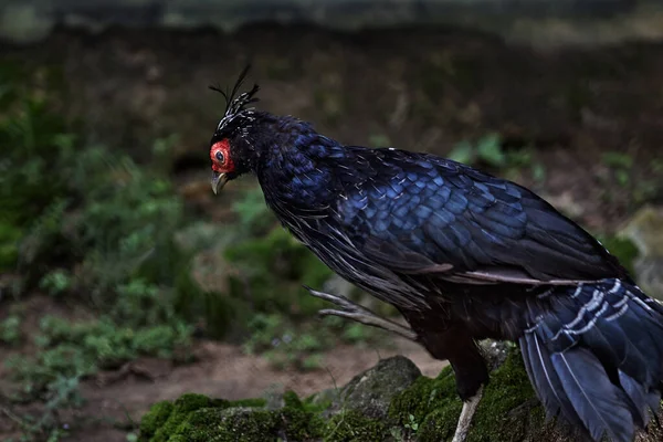 Авг 2007 Nepal Kalij Pheasant Alipore Zoo Kolkata West Bengal — стоковое фото