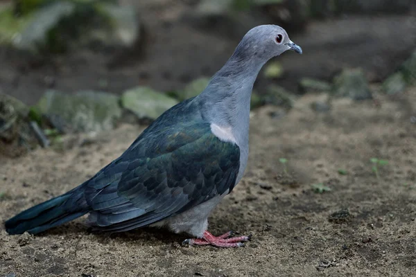 Ago 2007 Green Imperial Pigeon Ducula Aenea — Fotografia de Stock
