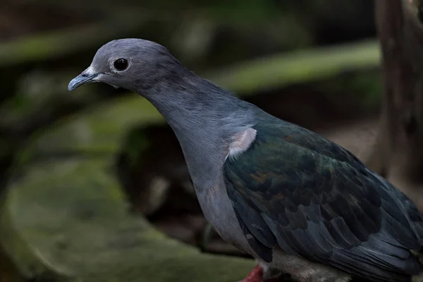 Ago 2007 Green Imperial Pigeon Ducula Aenea — Fotografia de Stock