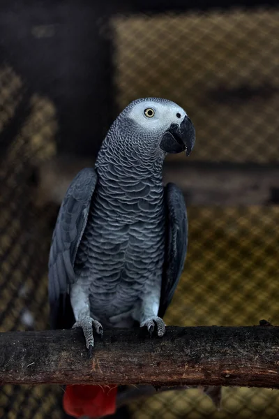 Aug 2007 Psittacus Grey Parrot Alipore Zoo Kolkata West Bengal — Stock Photo, Image