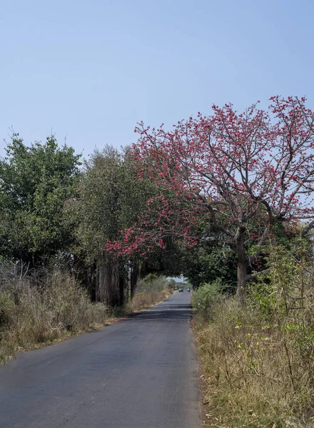 Mar 2016 Bombax Ceiba Algodón Seda Rojo Árbol Algodón Rojo — Foto de Stock