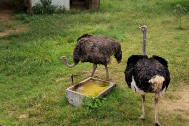 29 Ekim 2009 Doğa-Memeli-Devekuşu, Mysore hayvanat bahçesindeki Struth-Camelus-in Mysore Hayvanat Bahçesi Gizemi Karnataka Hindistanı