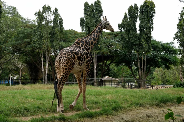 Animales Jirafa Herbívoro Largo Mamífero Naturaleza Cuello Parque Alta Salvaje — Foto de Stock