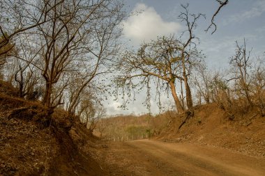 28 Haziran 2012 Orman Durt Yolu Kevadiya Kolonisi Sardar Sarovar Narmada Barajı yakınında GUJARAT INDIA asia