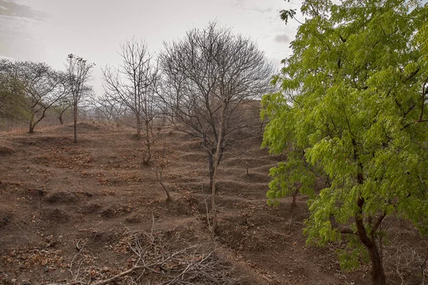 2012年6月28日森林酸奶路 靠近沙达尔萨罗瓦尔纳马达坝的卡瓦迪亚殖民地 — 图库照片