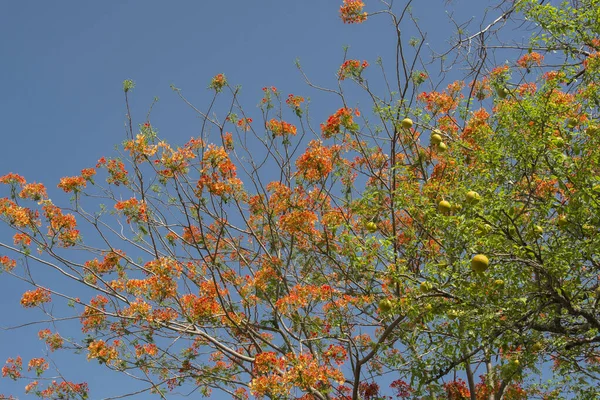 Мая 2013 Природа Королевская Пуанчана Delonix Regia Цветет Гулмохар Пламя — стоковое фото