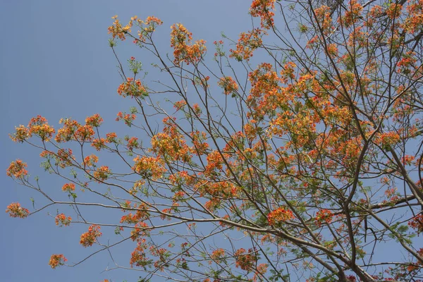 Мая 2013 Природа Королевская Пуанчана Delonix Regia Цветет Гулмохар Пламя — стоковое фото