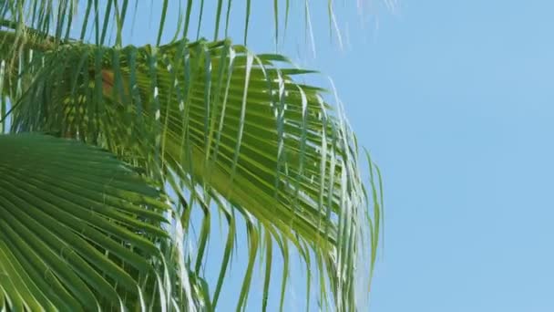 Пальмове листя на синьому тлі неба.. — стокове відео