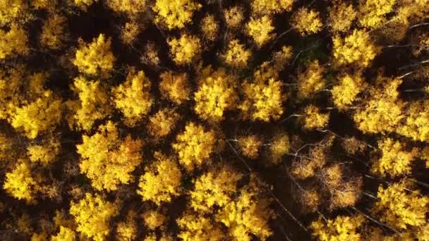 Jesienią gaj brzozowy w lesie syberyjskim. — Wideo stockowe