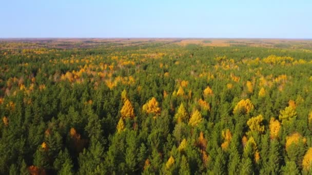 Mixed forest of Siberia and blue sky in the fall. — Stock Video