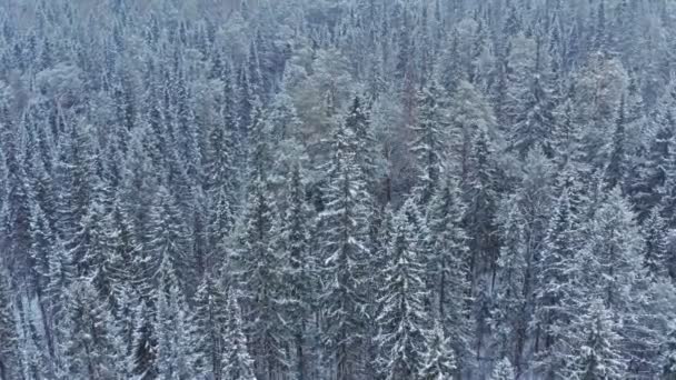 Forêt mixte de Sibérie en hiver . — Video