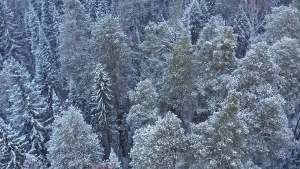 Bosque mixto de Siberia en invierno . — Vídeos de Stock